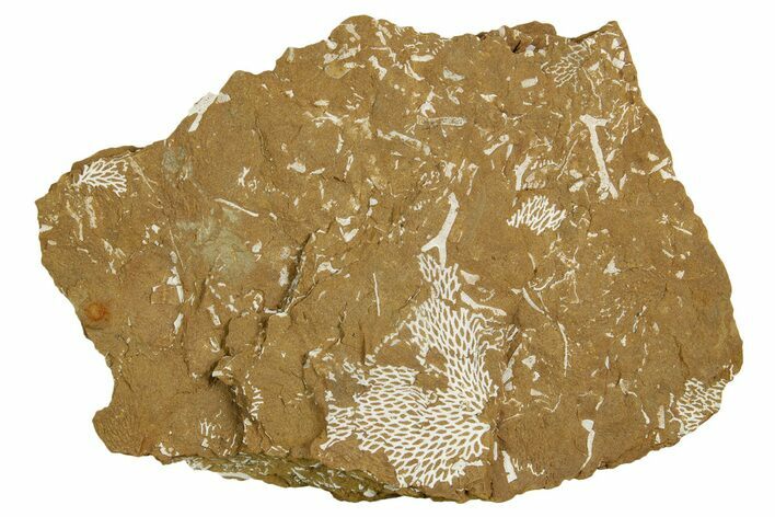 Ordovician Kukersite Oil Shale with Bryozoan Fossils - Russia #369558